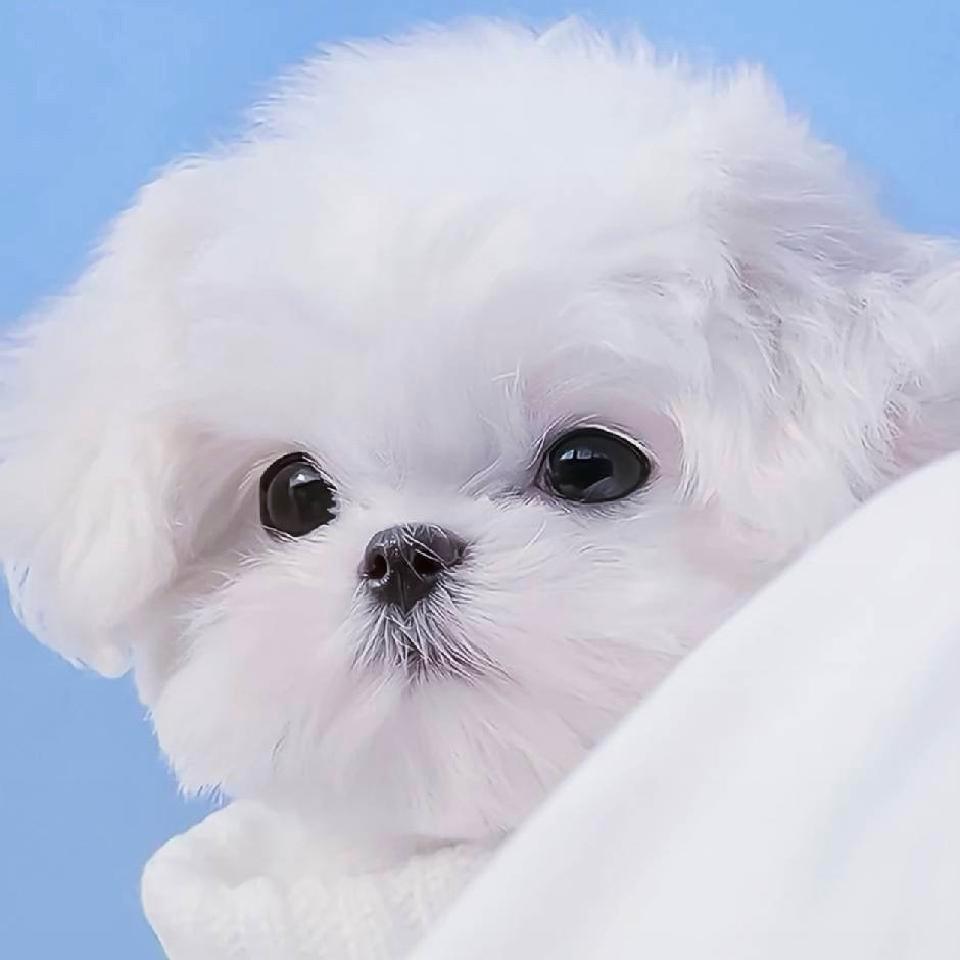 泗点水