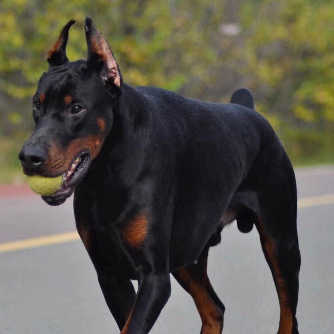 鼎冠杜宾犬舍