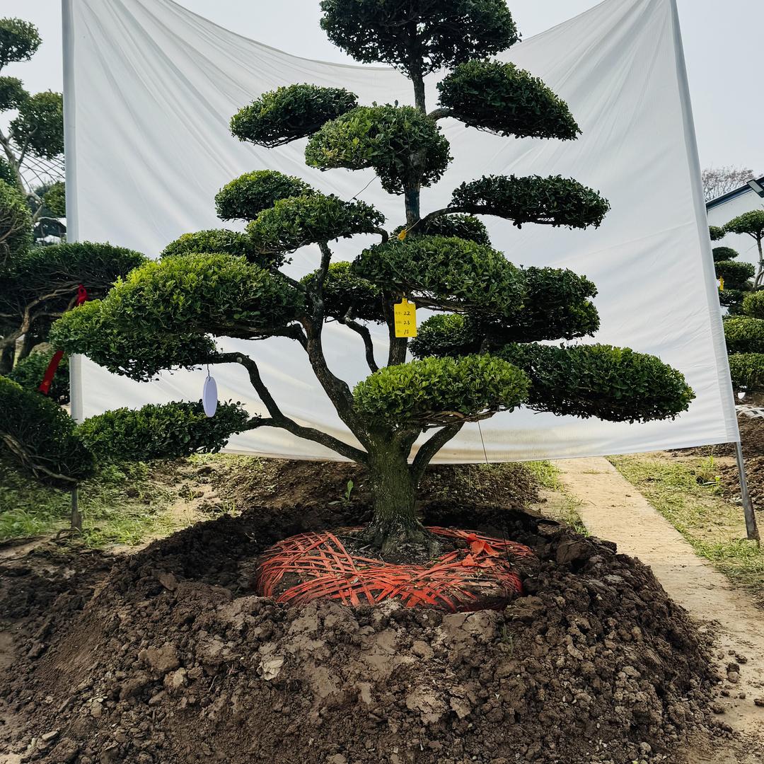 静芯黄杨造型景观树