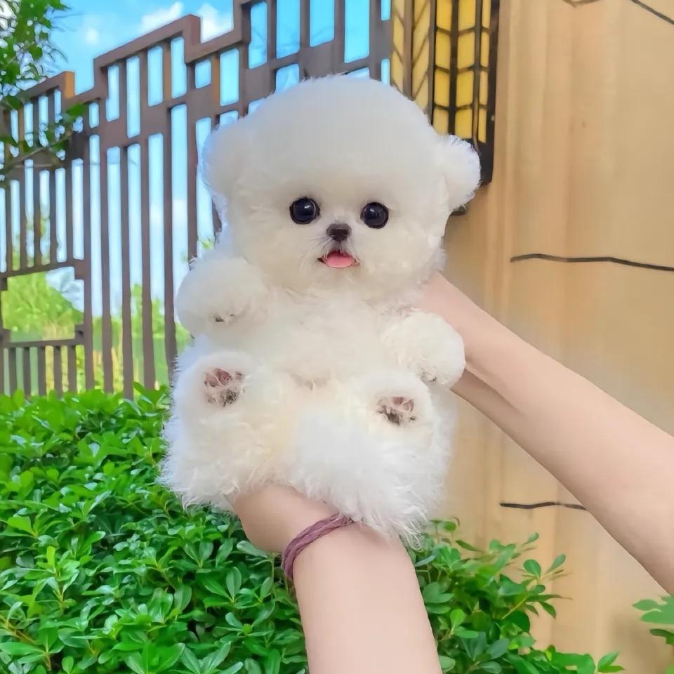 呦呼呼