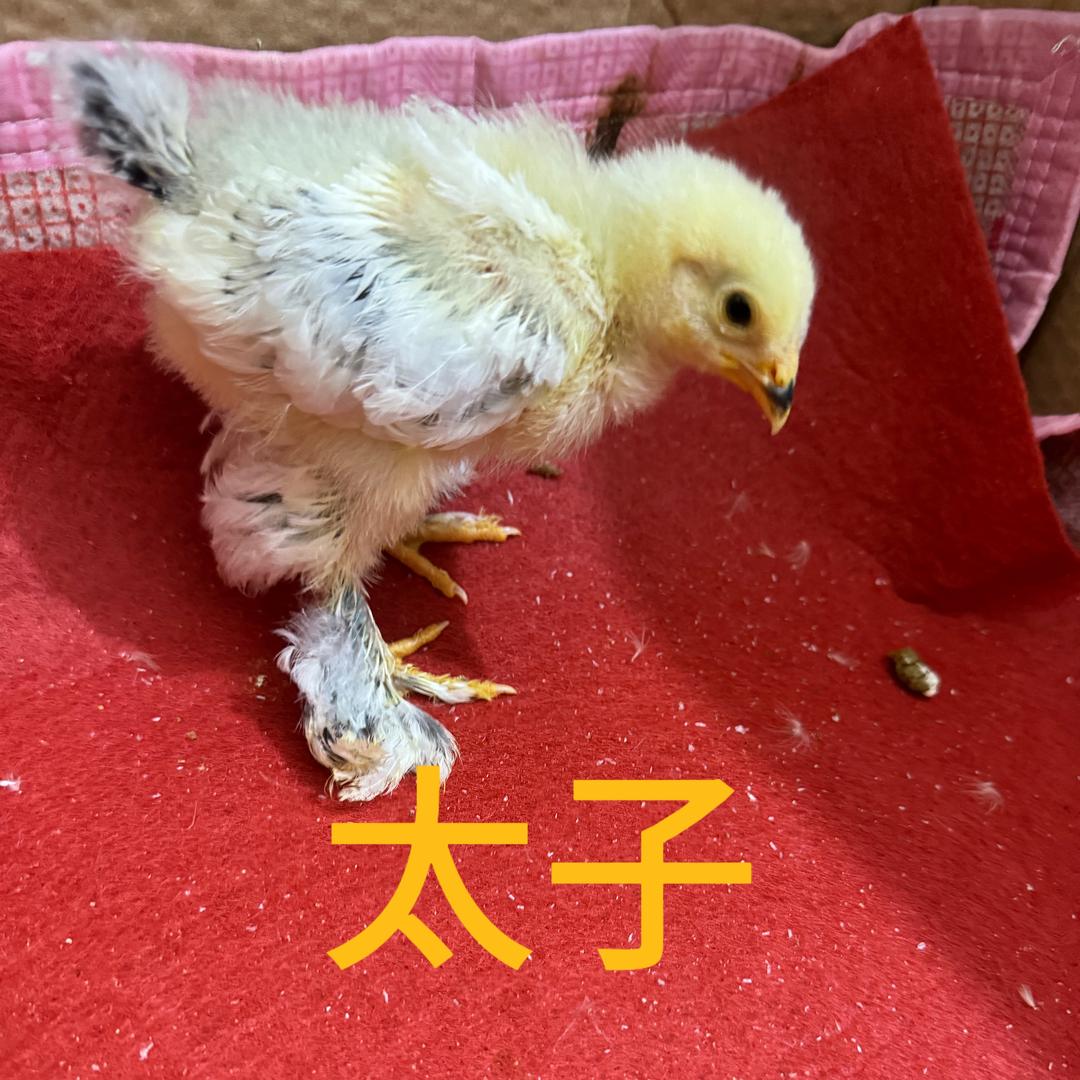 养婆罗门的小娜