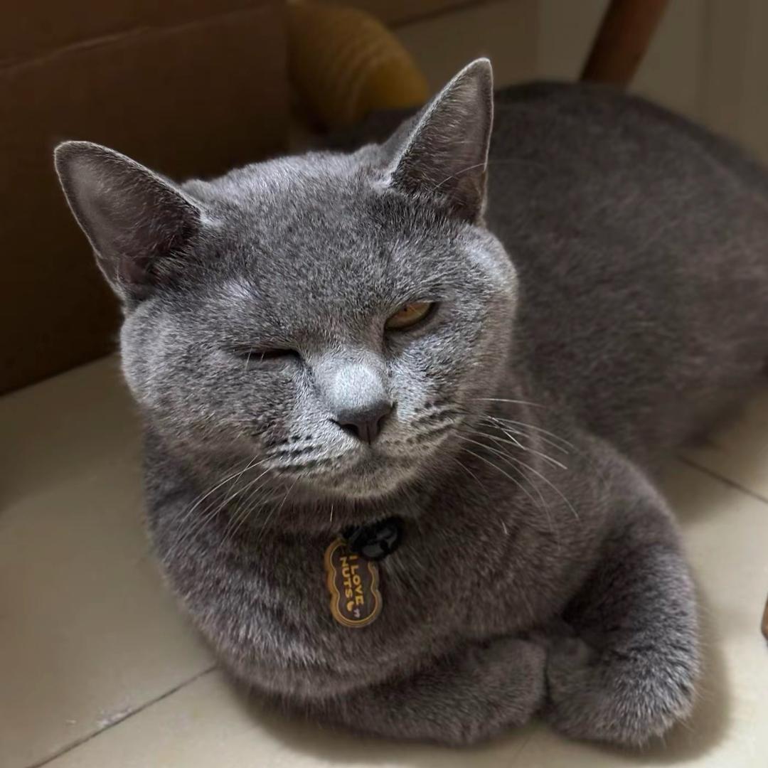 🐱