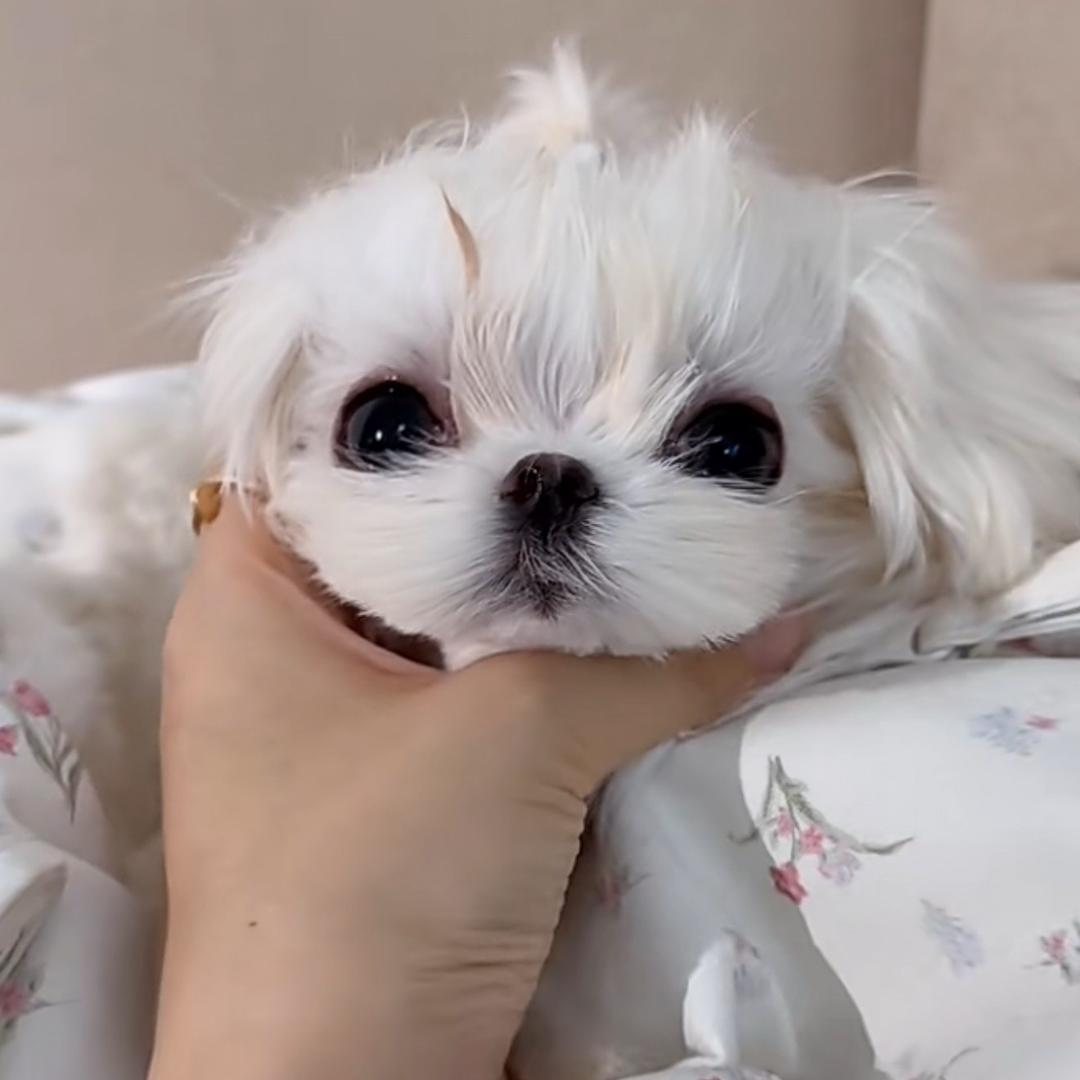 小马嘟嘟幼稚园