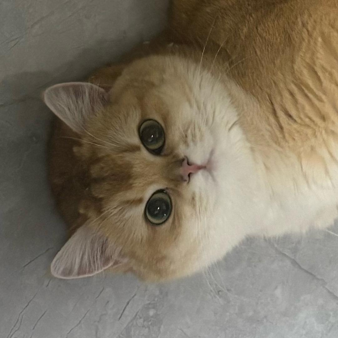 小鱼