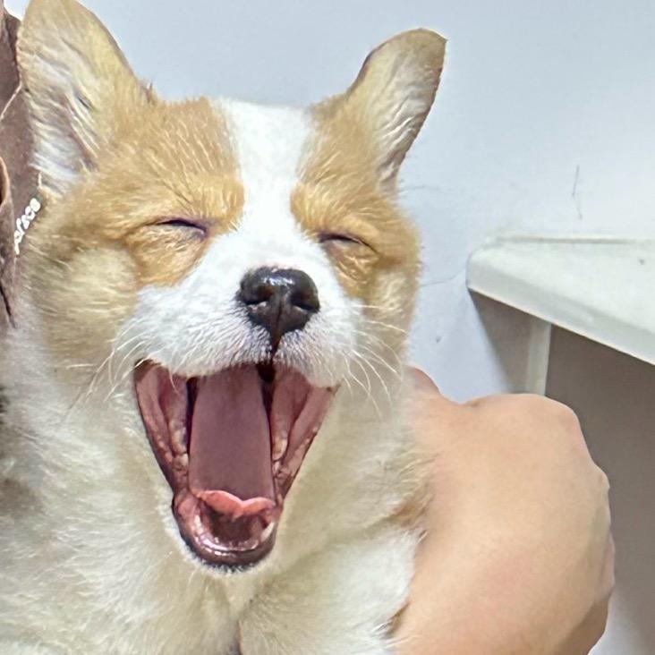 基妈日记🐾