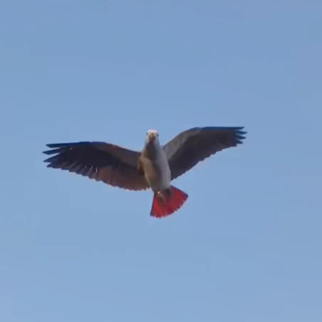 盈利是个好鸟。