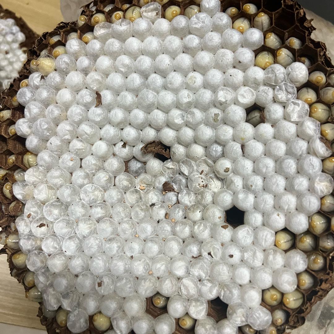 无言的结局