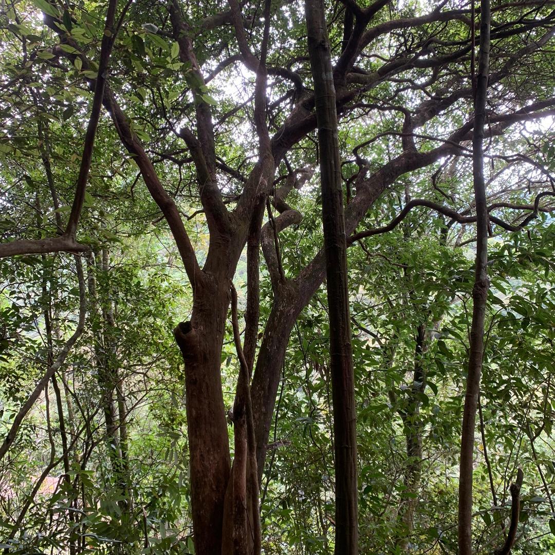 港荟花木合作社