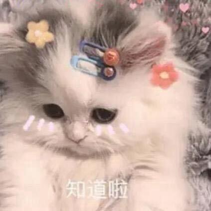 小美爱吃菜