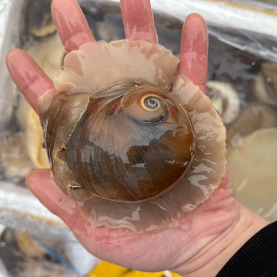 馨馨海鲜