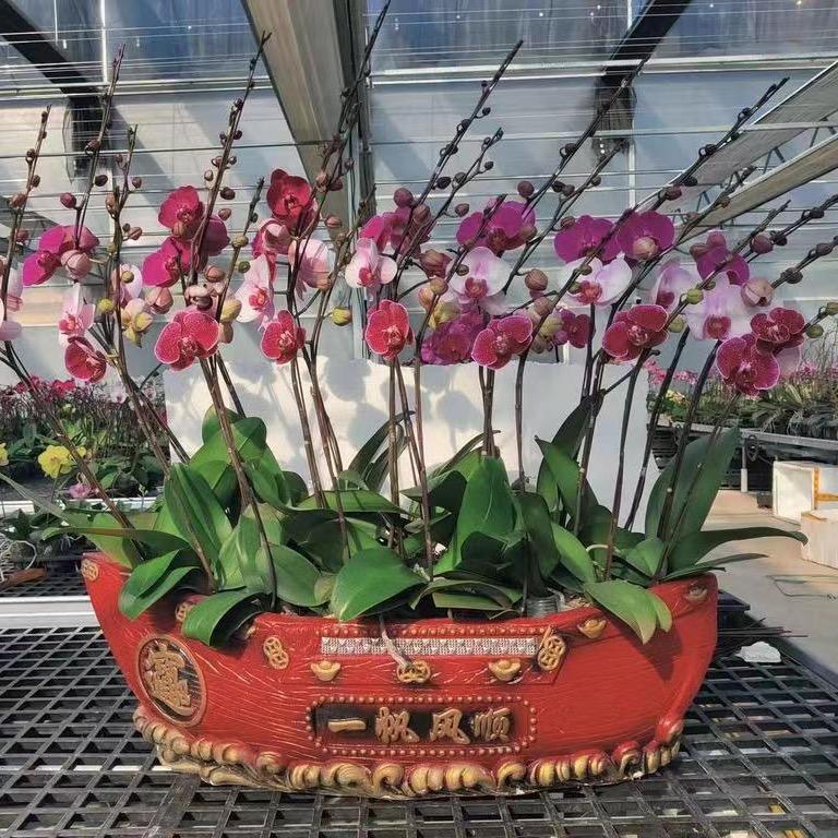 花开富贵蝴蝶兰企业店精选号