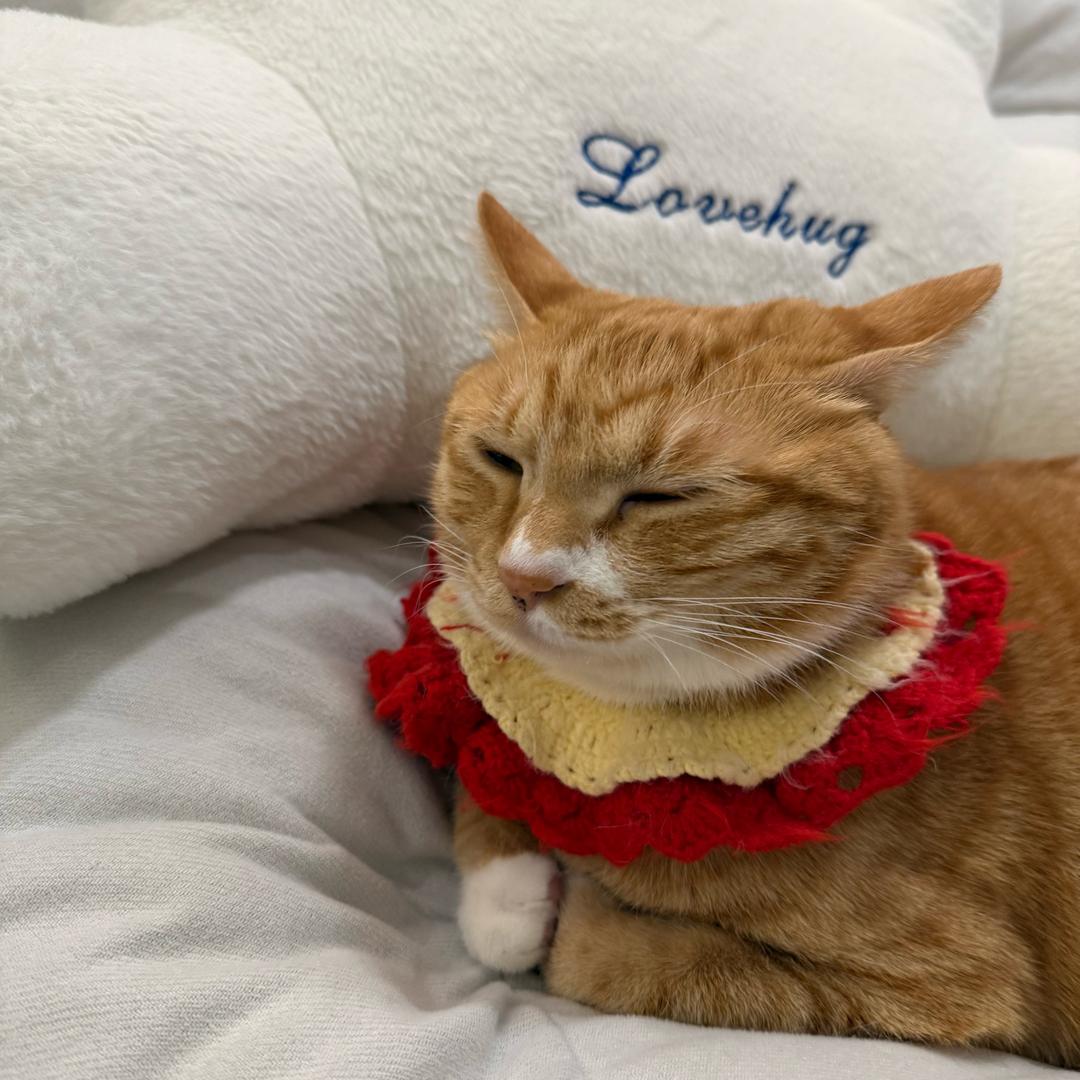 小橘是只猪