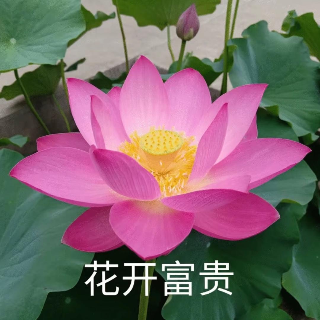 潮汕猪妹