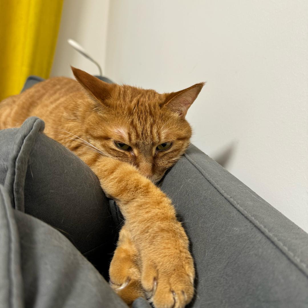 科科和年糕🐱