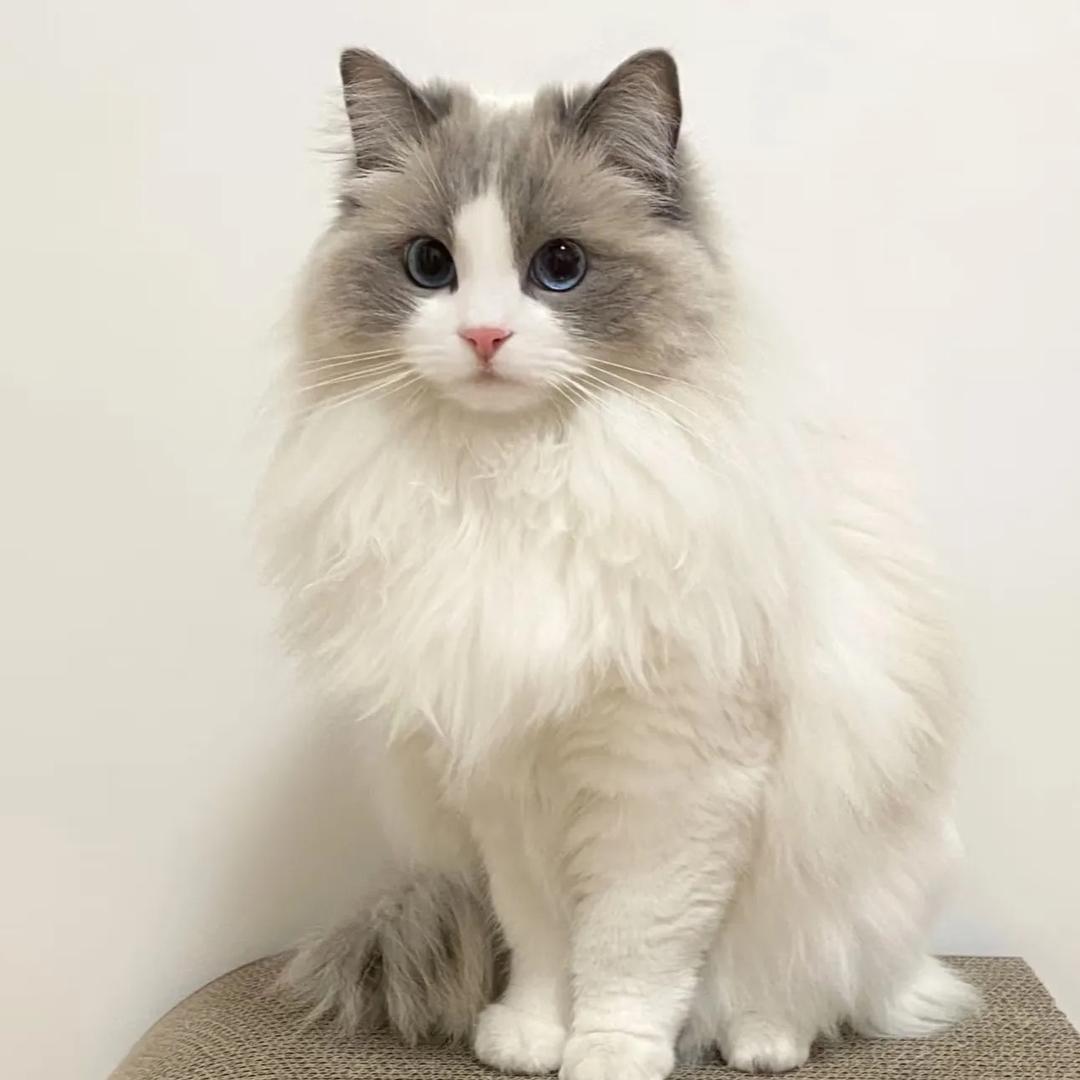 一只猫猫