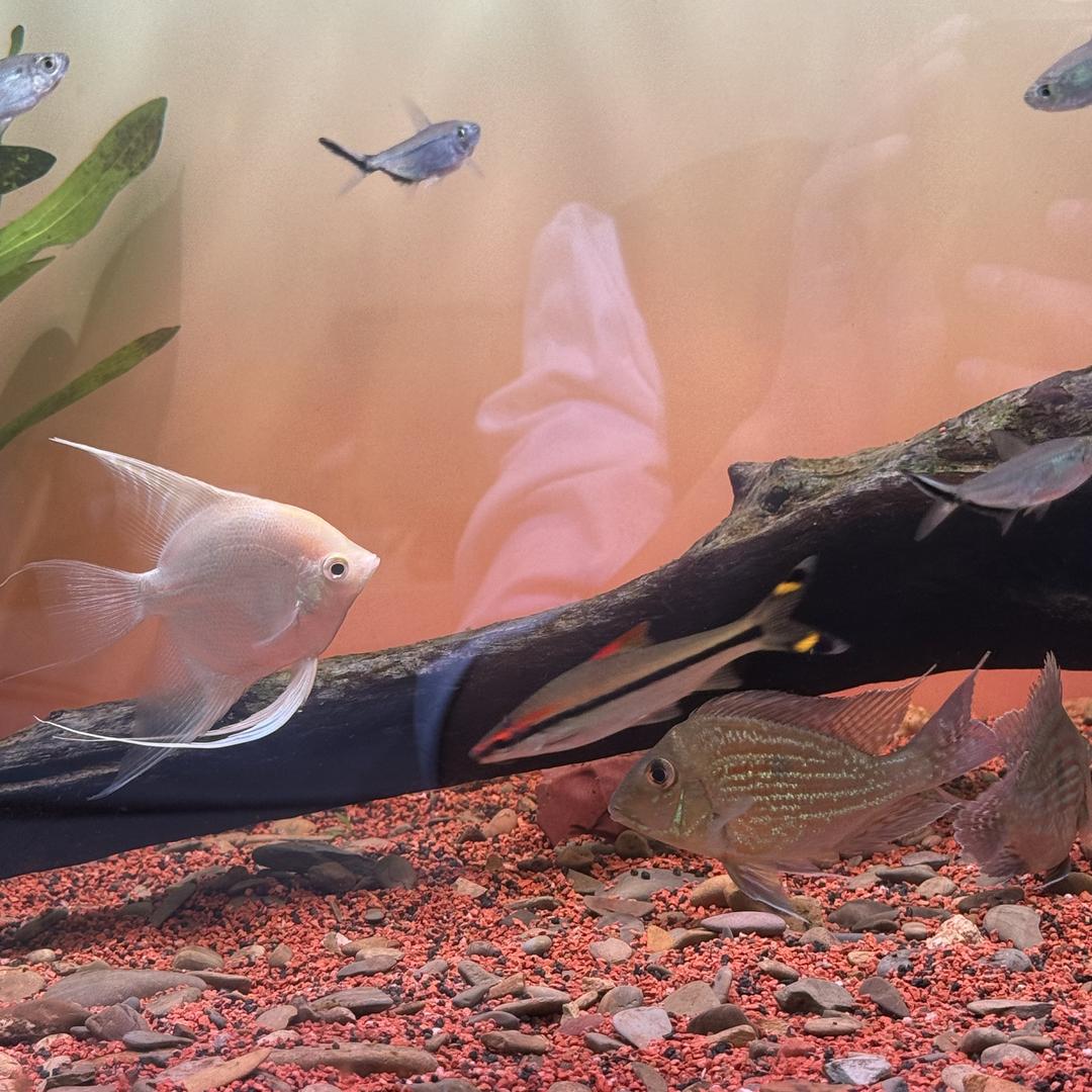 今世缘高家沟酒类专卖店直播间