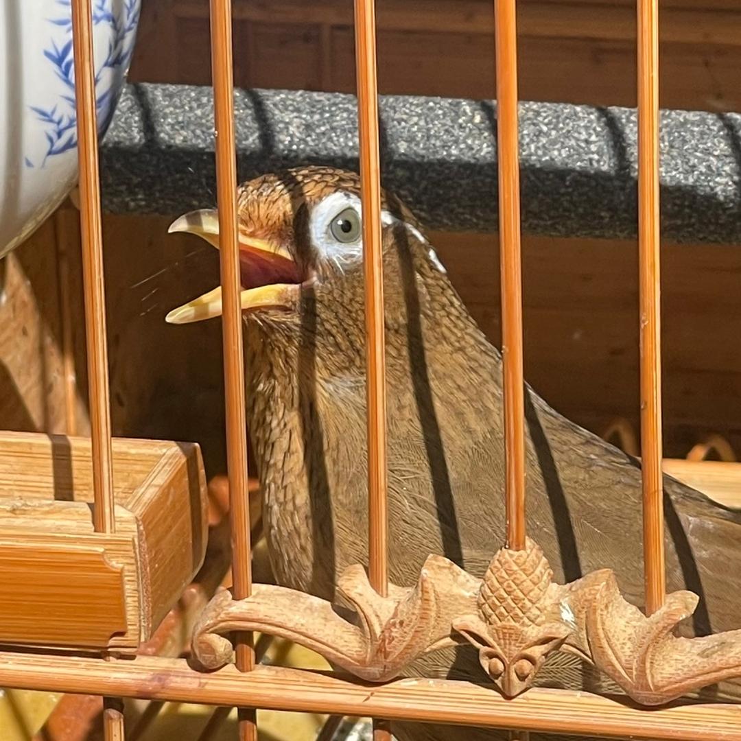 悟空海派拳王河鳗牛肉斗鸟食料