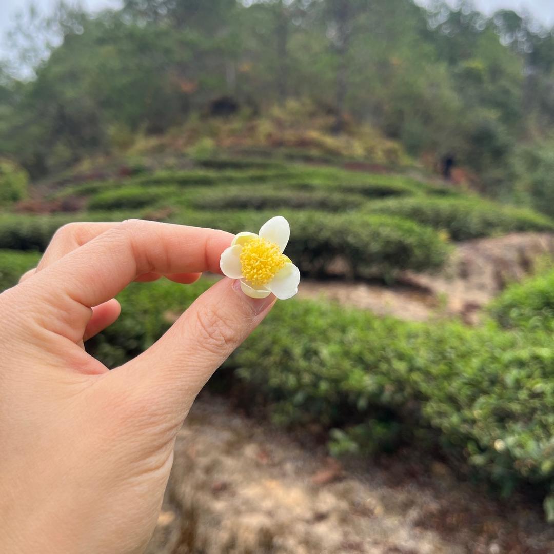 武夷夷界清流