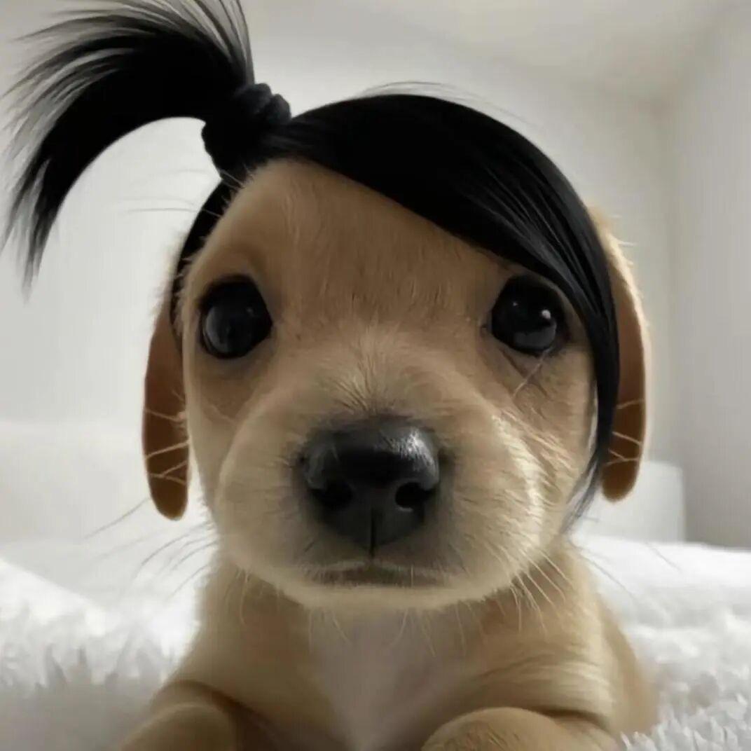 一个屁