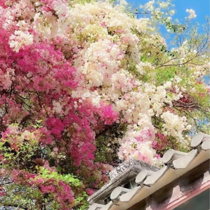 琳晨花卉