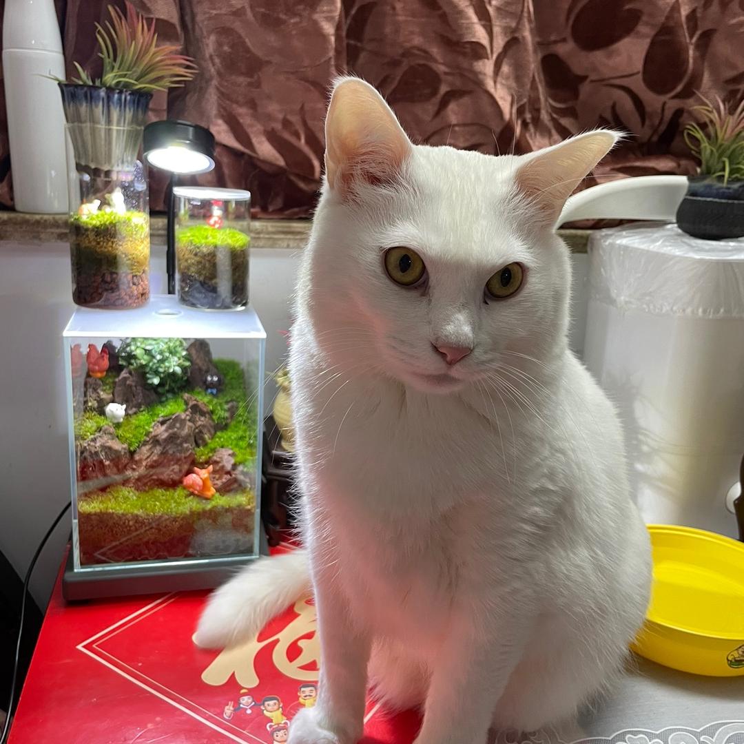 汉堡