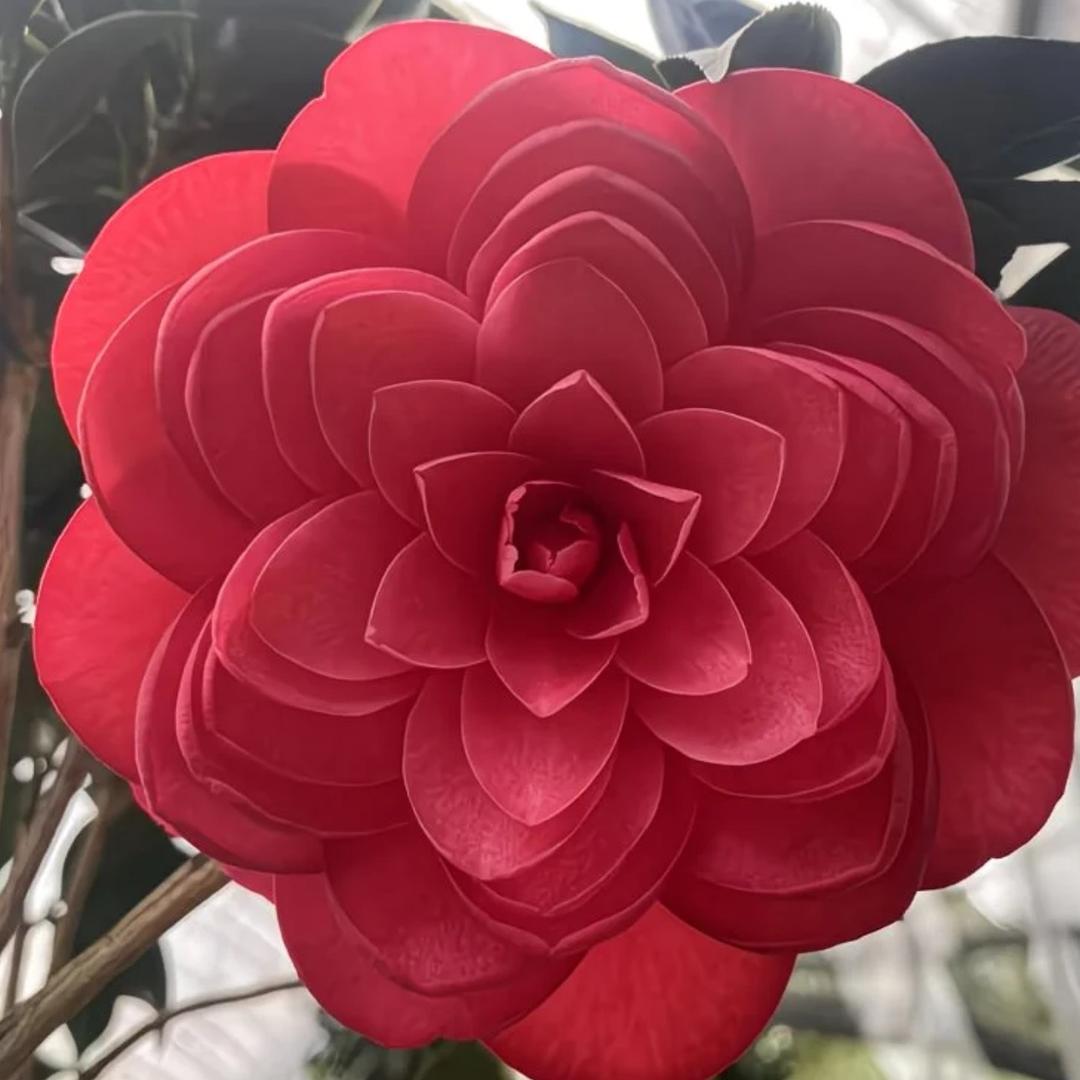 柳鑫阁花卉绿植