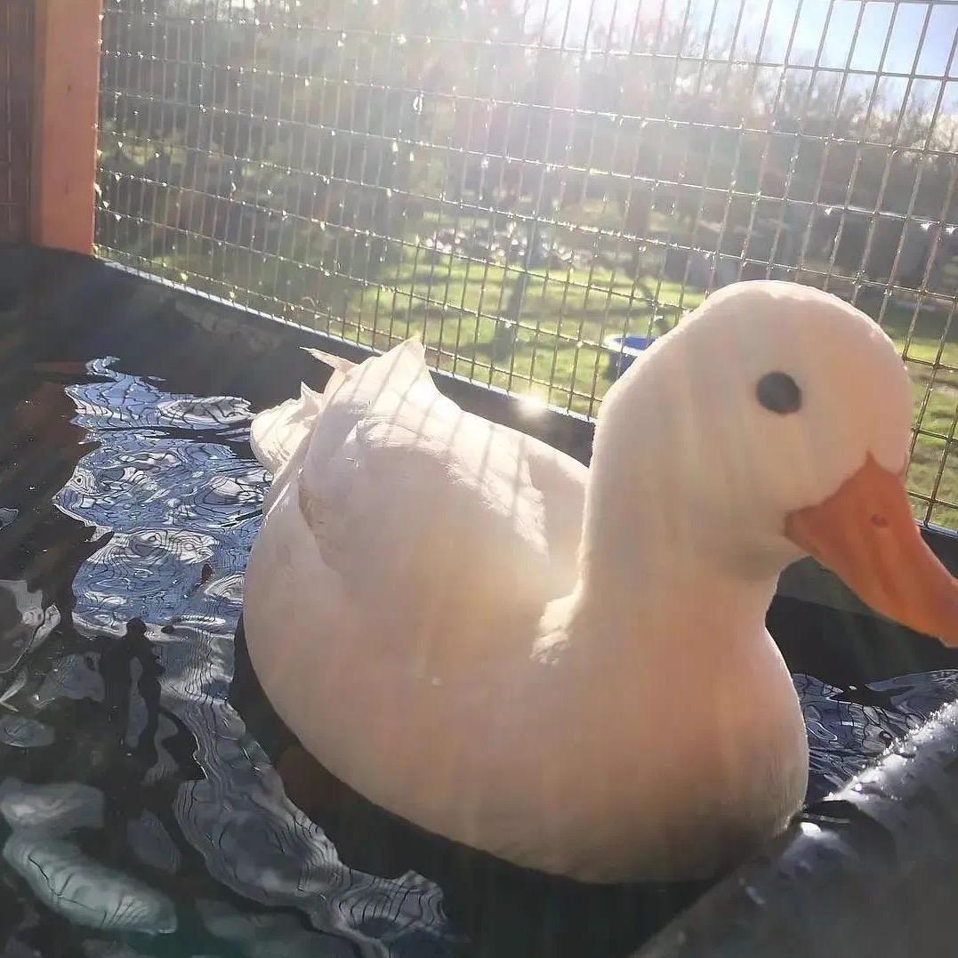 一顿美食(66妈)