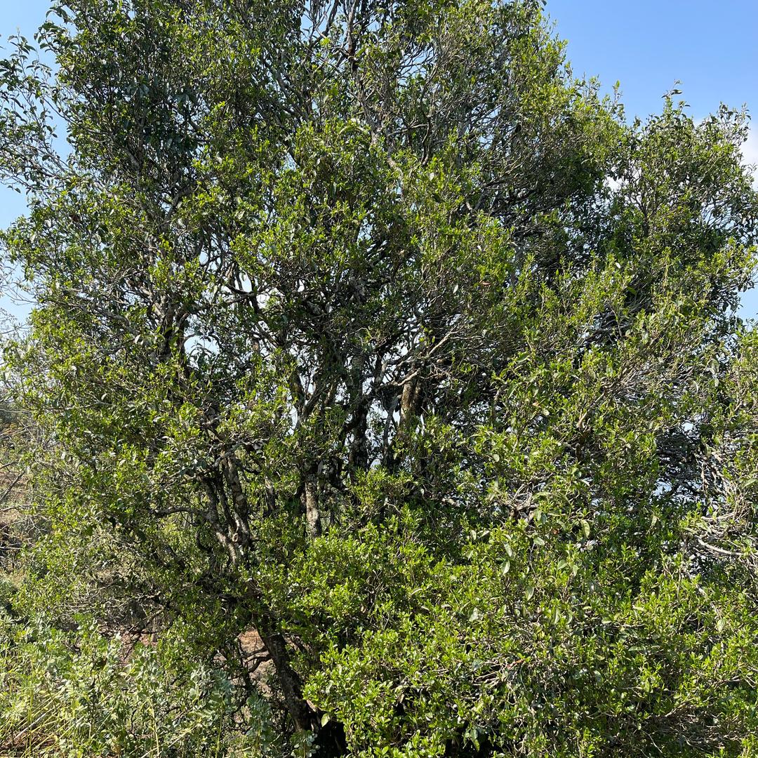 白莺山茶农合作社（普洱茶毛茶批发）