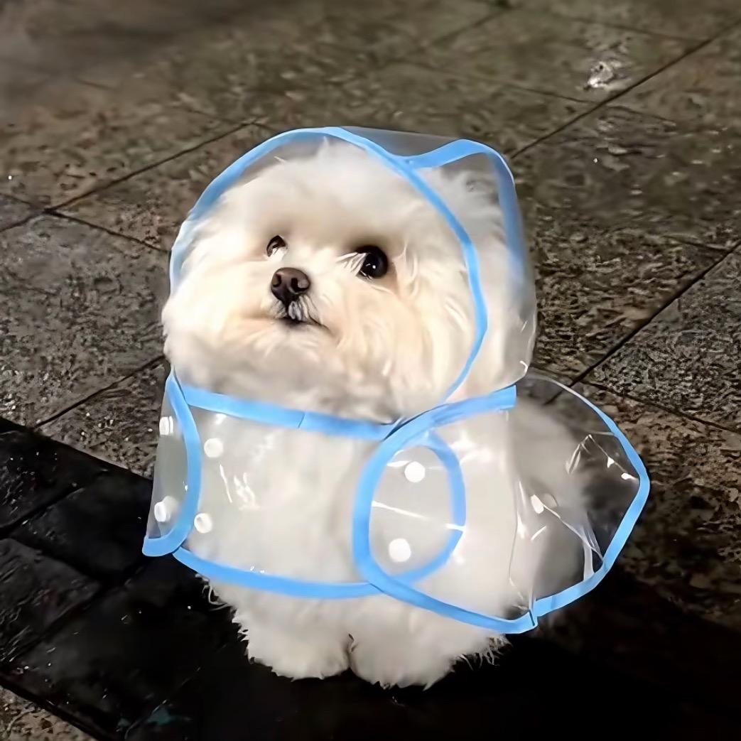 灵溪小吴看好房