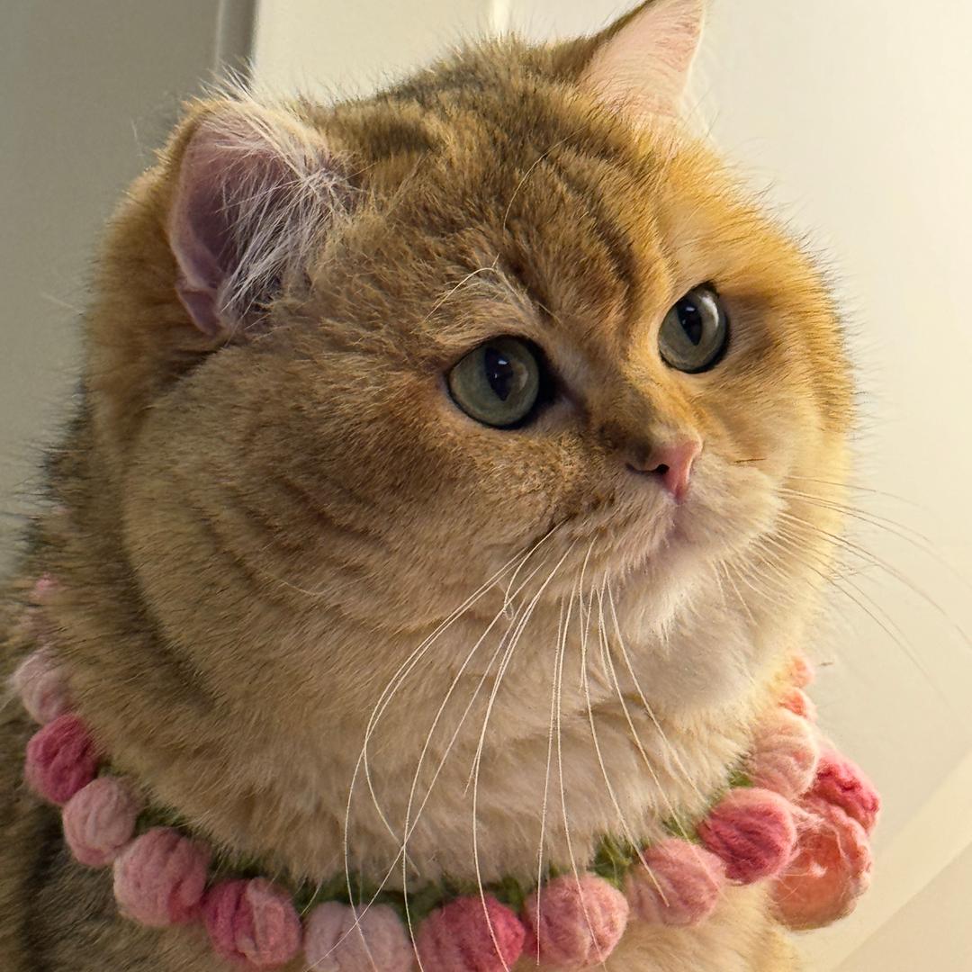 那个女的