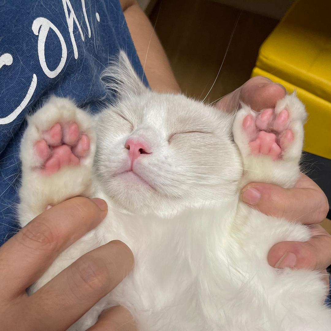 阿锋的养猫日记