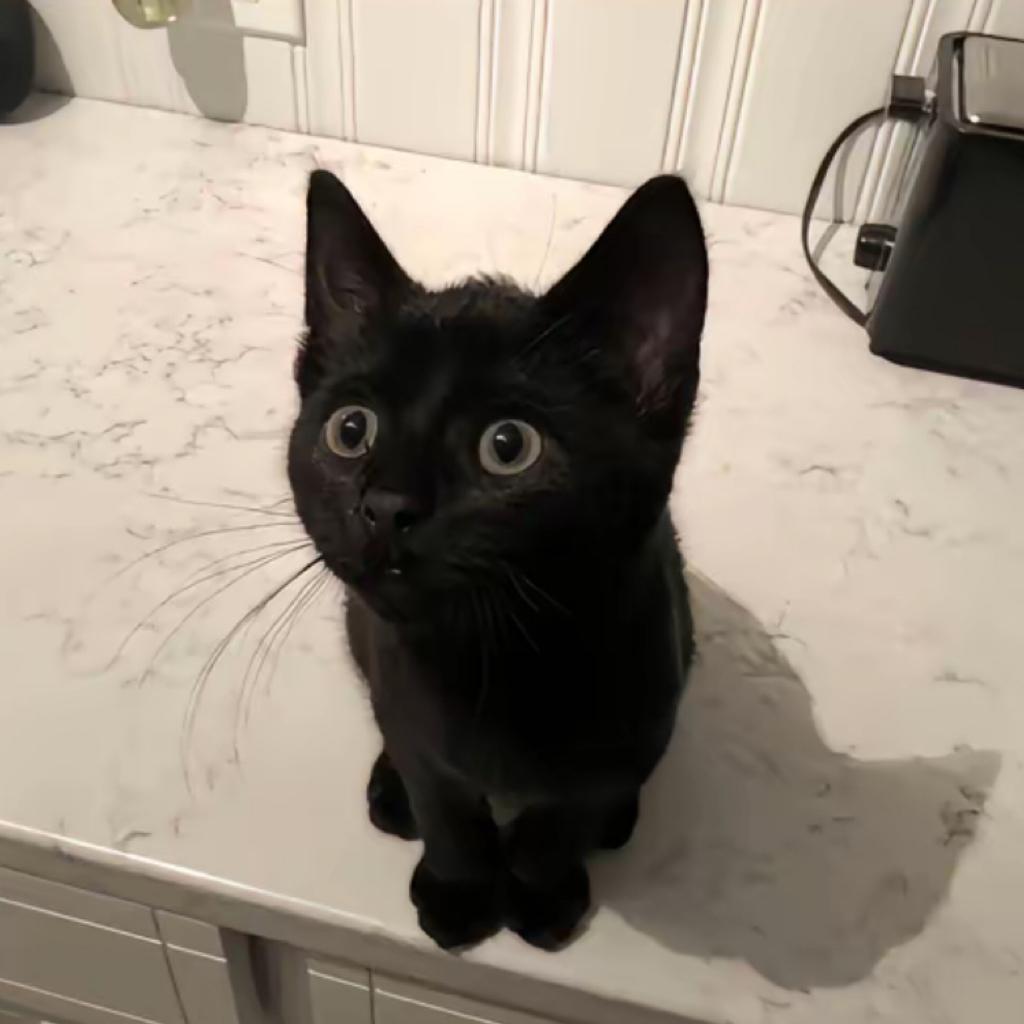 JJ