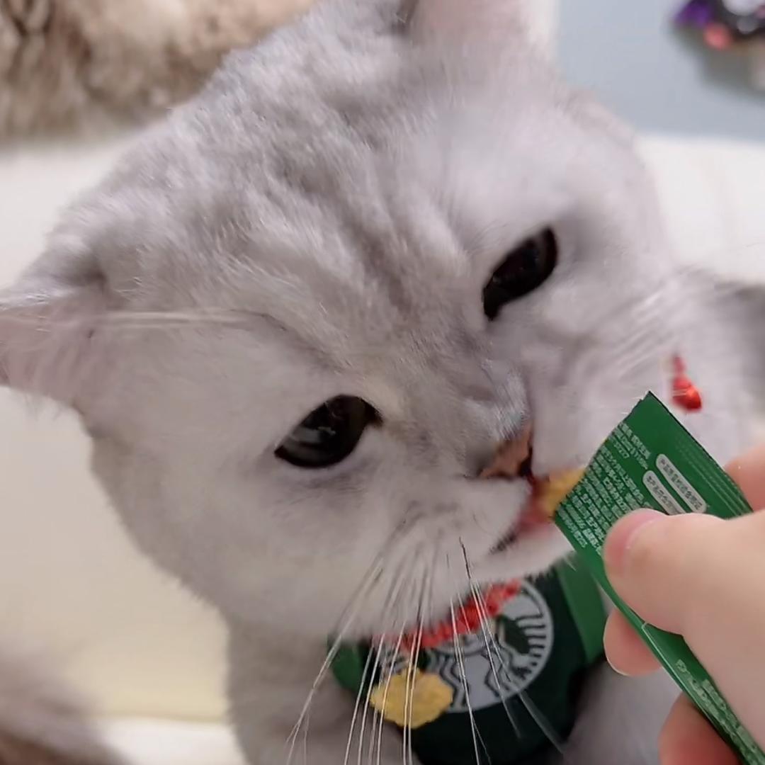 请关注迷你猫张嘟嘟