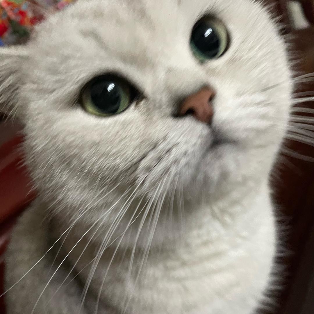 小🐈蜜