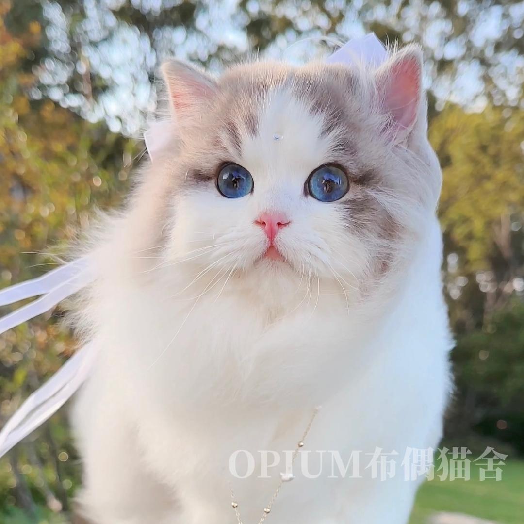 Opium布偶猫舍（姑姑家）