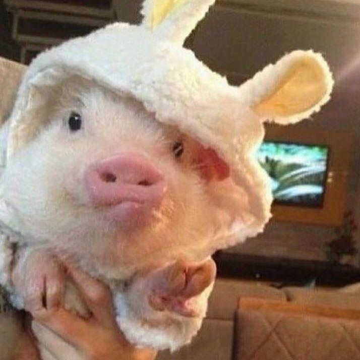 小猪佩奇🛸⁰⁵⁰⁶