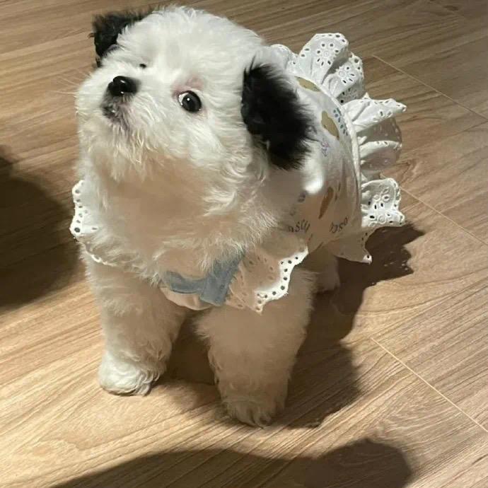 柒筒贴贴