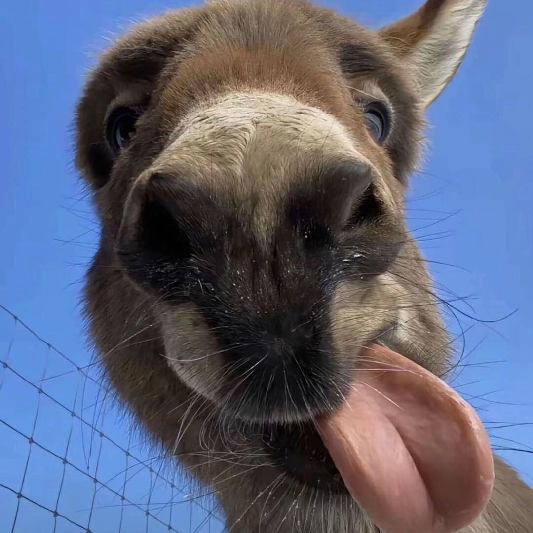 @🍓