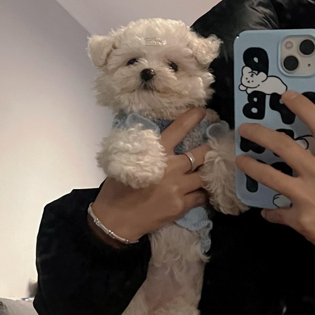 坨坨女士🐶🐱