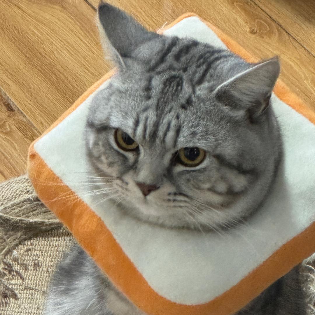 棚友圈