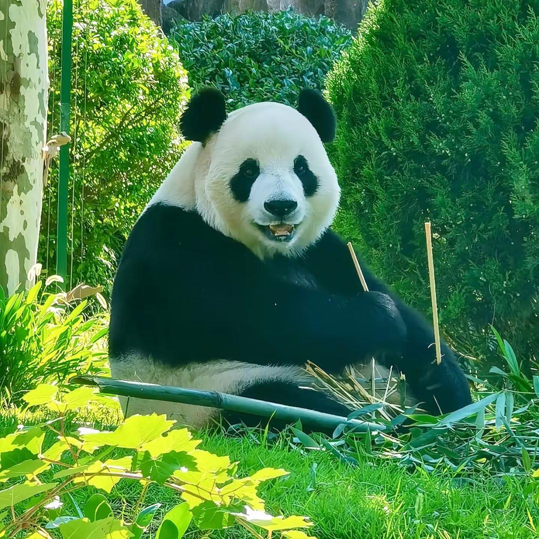 周游四川（日游纯玩）