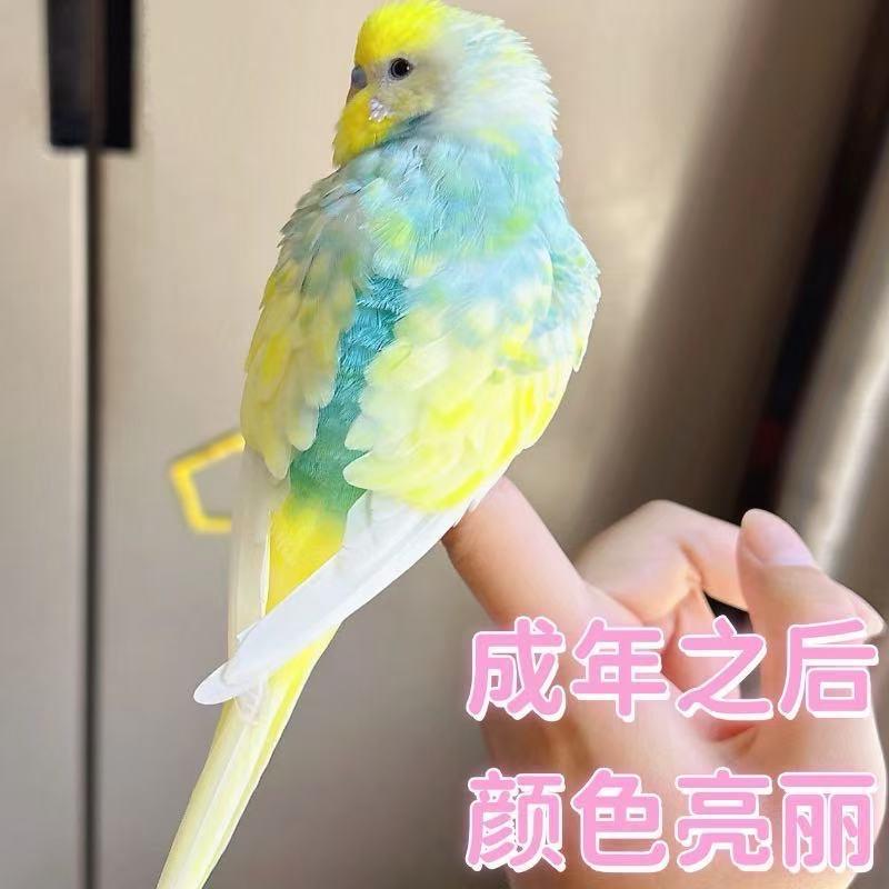 农喜乐