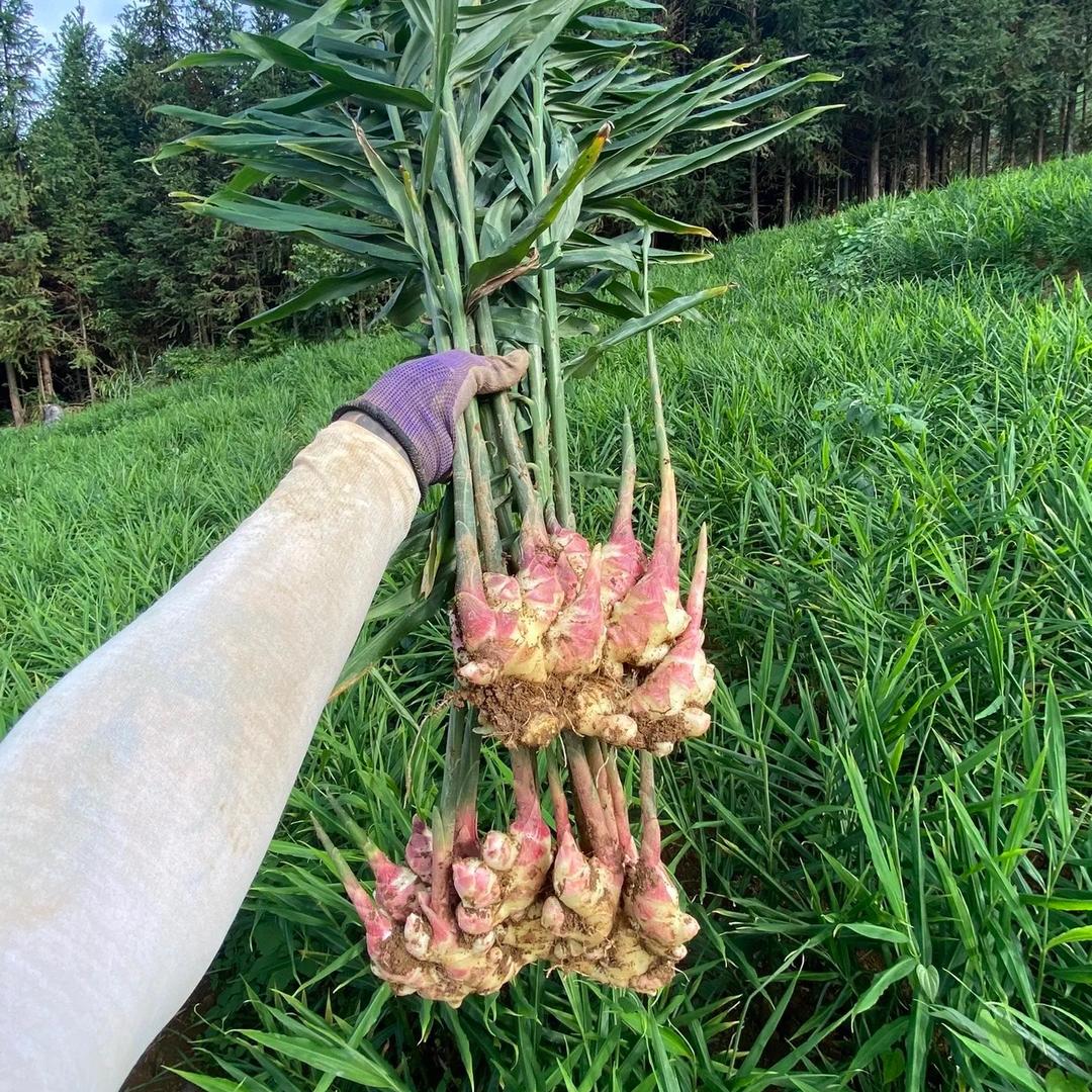 大丰科学种植