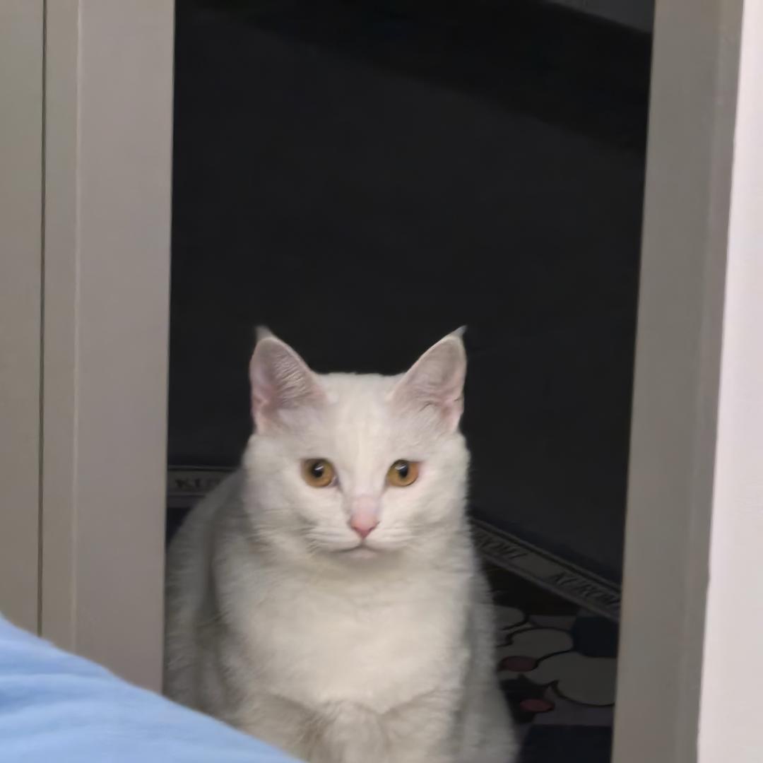 十六不爱吃石榴