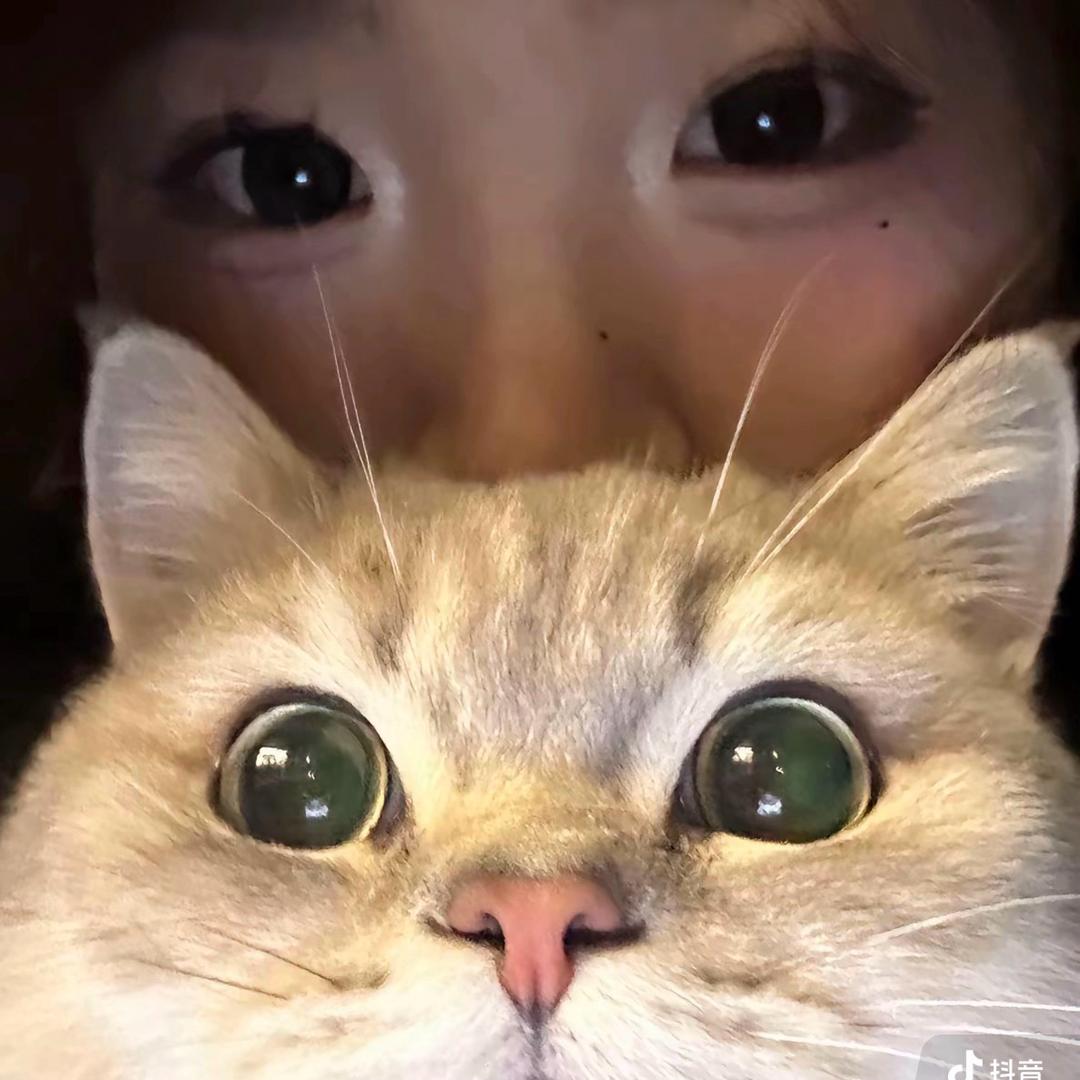 一颗可露丽