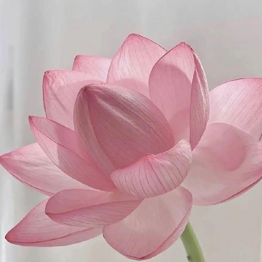心如止水❖