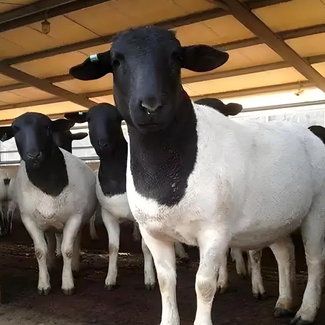 梁山奥群牧业场