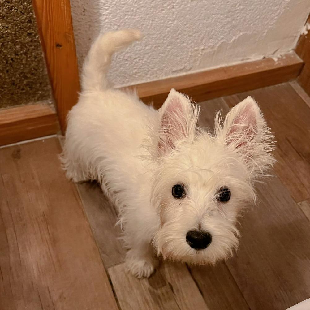 🌈 🌈枇杷戏粉丝