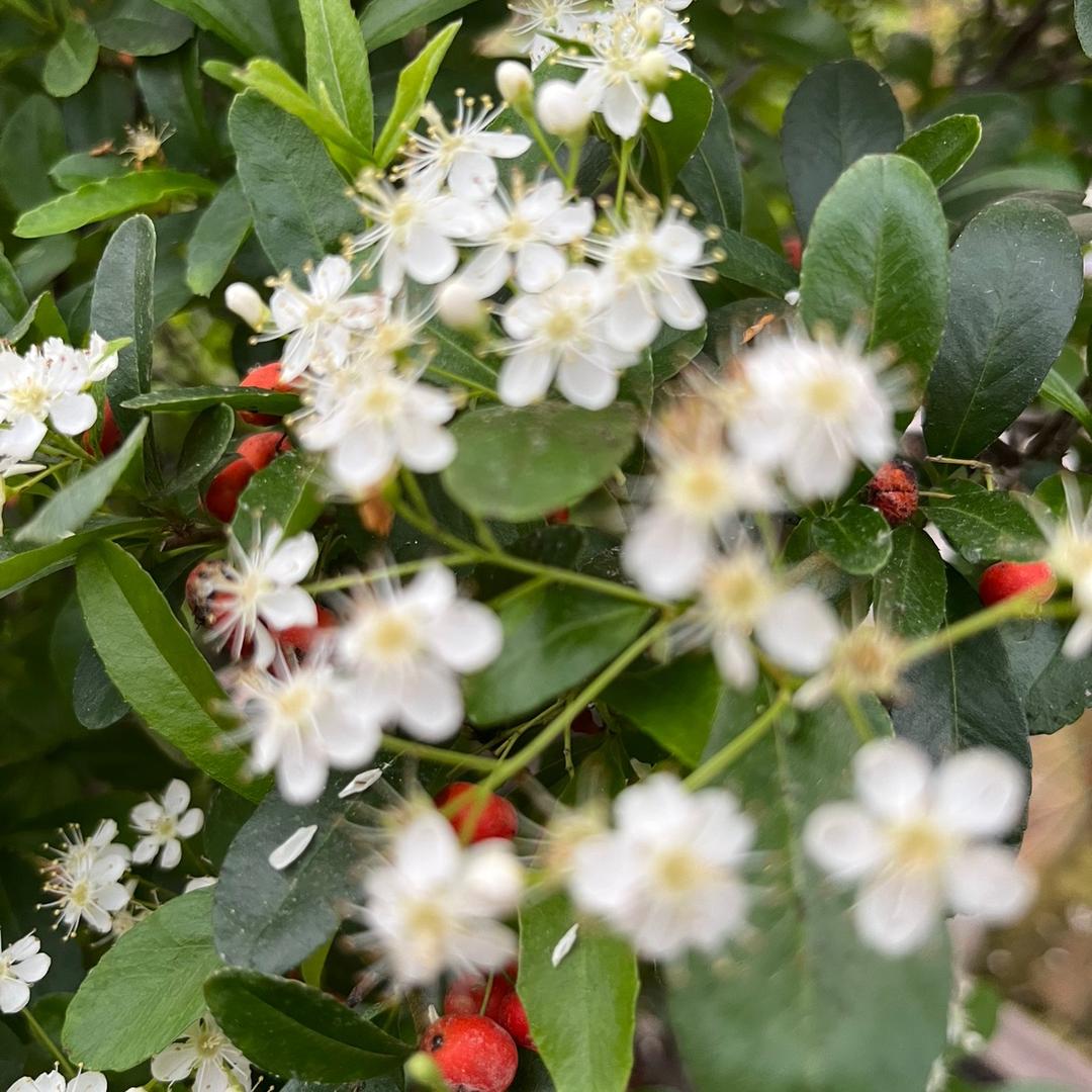 绿语花悦阁