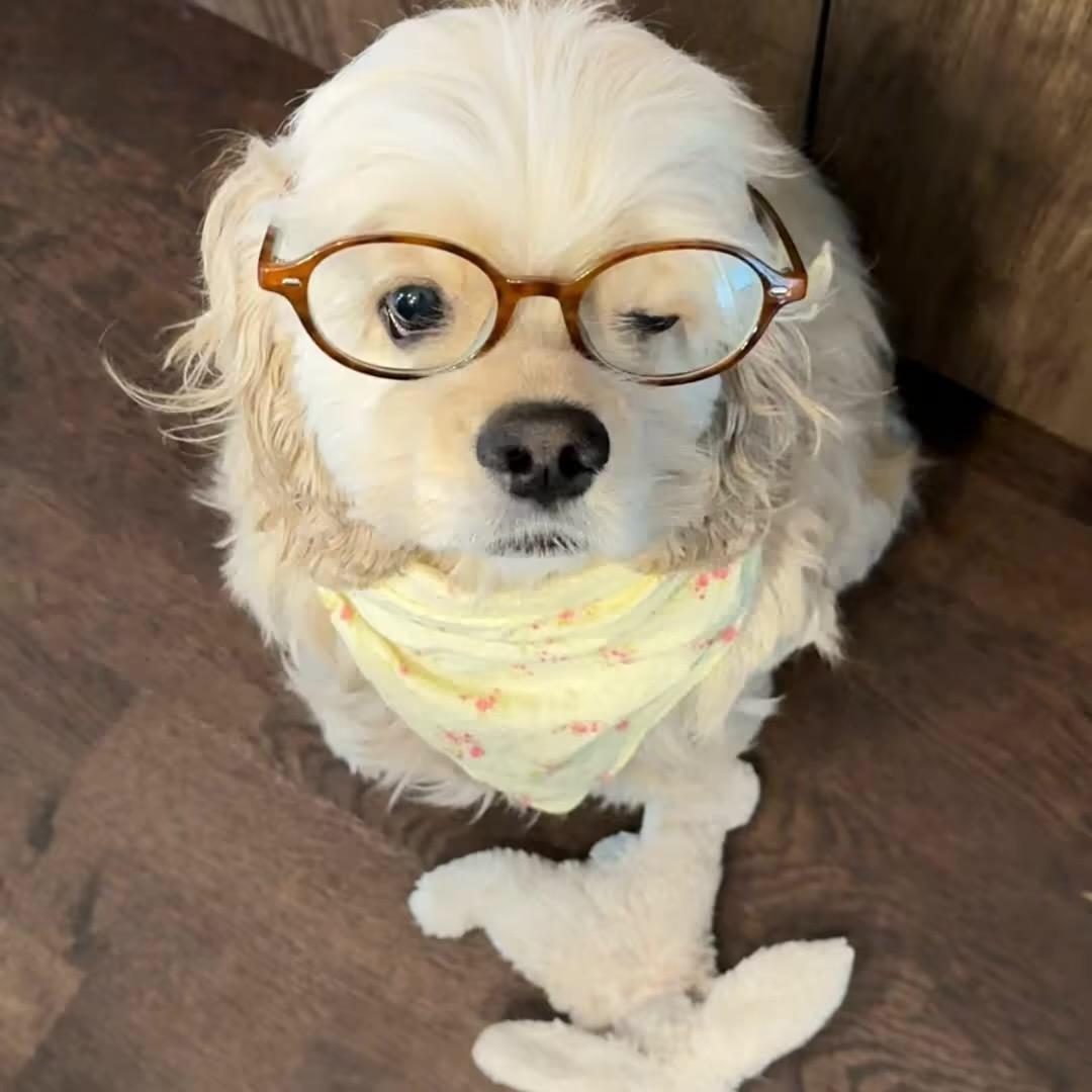 懒猫吉他手
